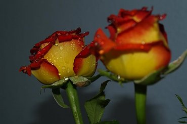 #kwiaty #roza #olympus #przyroda #piotrkow #PiotrkowTryb