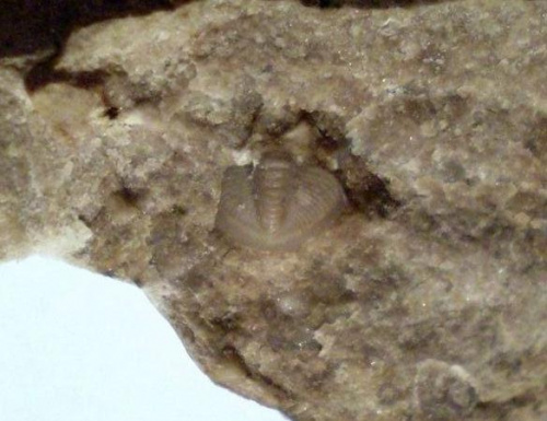Pygidium trylobita . Długość okazu - 0,7 cm . Wiek - ? Data znalezienia : 2005 .