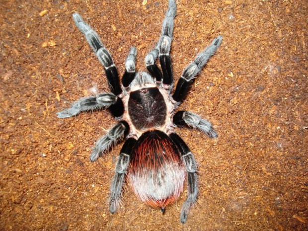 Brachypelma Vagans