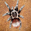 Brachypelma Vagans