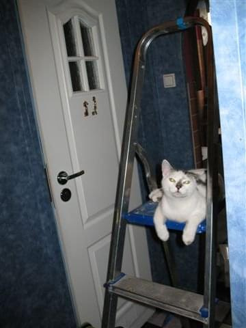 Świrek w swoim Domu #kot #koty