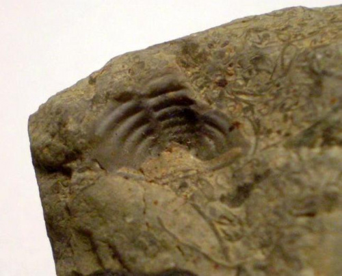 Odcisk pygidium trylobita Calymene sp. Długość okazu - 0.9 cm . Wiek : dolny sylur – środkowy dewon . Data znalezienia : 2003 .