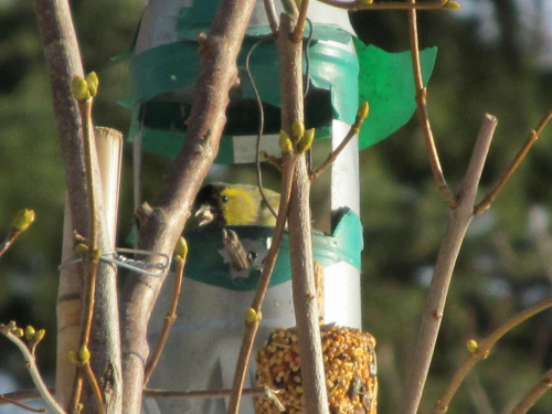 a dzwoniec spokojnie pałaszuje słonecznik #karmniki #ptaki #Tatry