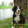 Elbląg 2011 #berneńczyk #berneński #lenar #pasterski #pies