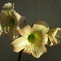 Hippeastrum Colibri