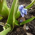 cebulice