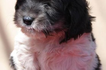 #pon #AmaCanem #szczeniaki #hodowla #psy