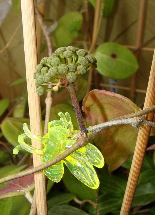 Hoya sp. Nong Nooch