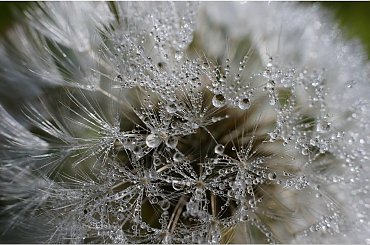 #dmuchawiec #makro #PorannaRosa #KropelkiWody