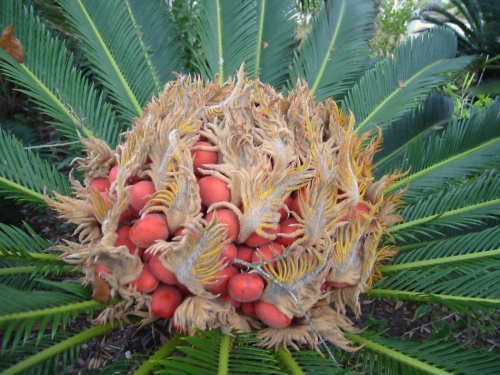 kwiat(?) palmy