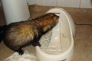 poidło Trixie Fresh Flow Deluxe + Aki i Stfforek ;p #fontanna #fretka #poidło #woda