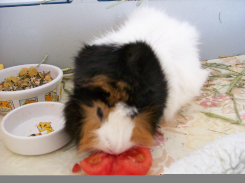 Bohaterer pozytywny : KRUSIK - MORSKI #krusikmorski #ŚwinkiMorskie #GuineaPig