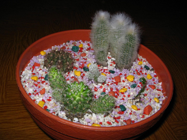 Moja kaktusowa kompozycja #kompozycja #kaktusy #sukulenty