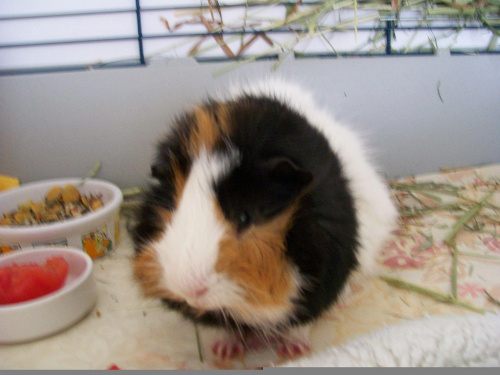 Bohaterer pozytywny : KRUSIK - MORSKI #krusikmorski #ŚwinkiMorskie #GuineaPig