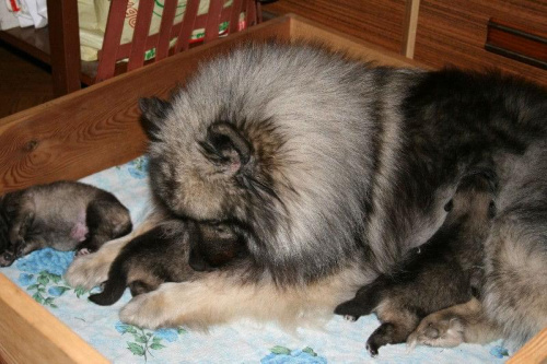 puppies 9 days old