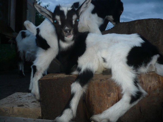 Zabawa Amora i Mery !