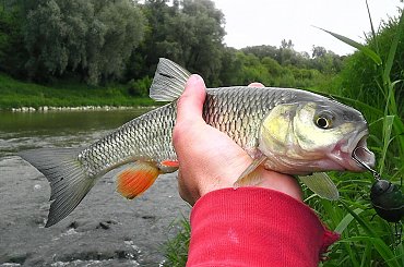 #bolek #bromba #Kleń #klucha #KulaLucjanRybkiBoleń #rapa #rzeszów #salmo #spining #trill #wedkarstwo #wisłok