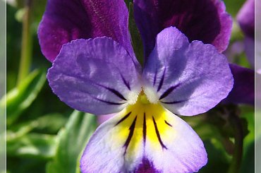 #bratki #działka #kwiatki #ogród #wiosna