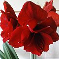 Amarylis "DOUBLE ROMA" #AmarylisHippeastrum