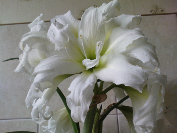 Amarylis "ICE QUEEN" #AmarylisHippeastrum