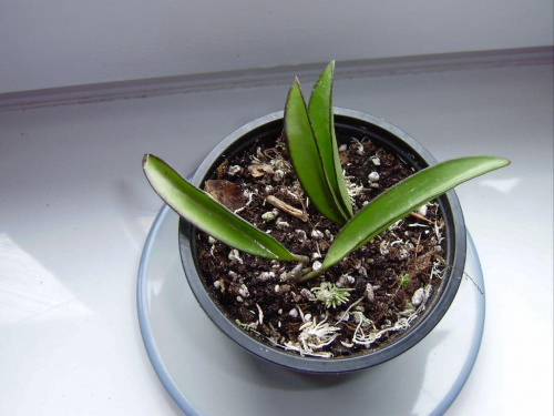 Hoya Lactifolia