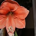 Hippeastrum Desire