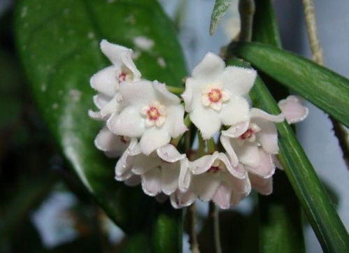 Hoya sheperdii