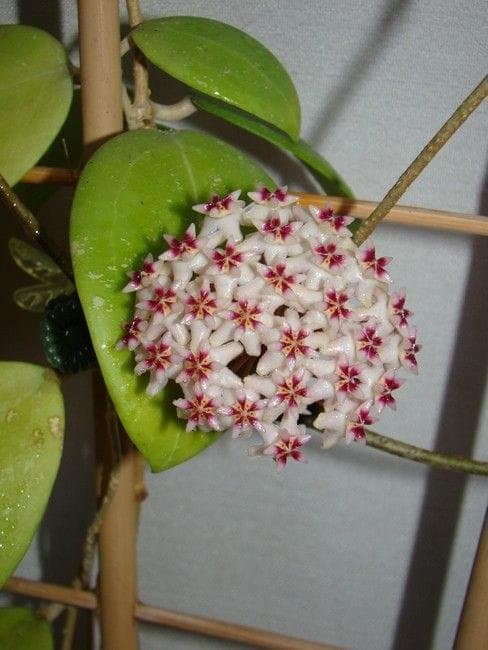 Hoya sp. Thailand IML 1438