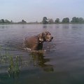 pływamy #odra #pies