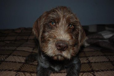 maluch #WyżełNiemieckiSzceniakPies