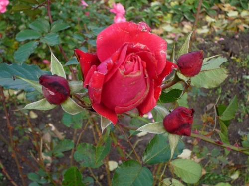jesienna róża
