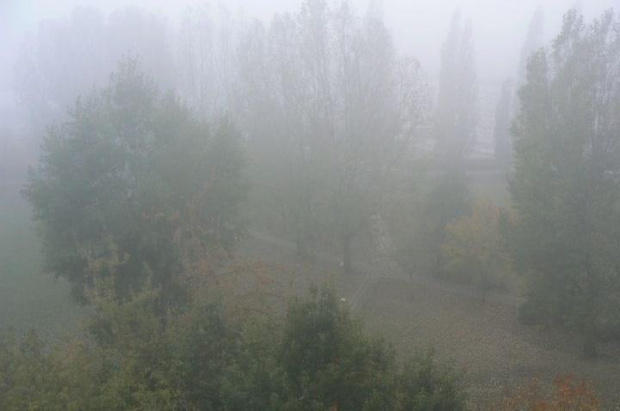 Wczorajsza mgła o 8:00 #Drzewa