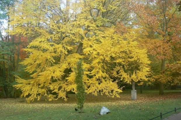 "Słoneczne" drzewo #Jesień
