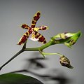 phalaenopsis mannii