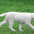 Mesi Białe Wzgórza #BiałyOwczarekSzwajcarski #BOS #pies #psy #owczarki #szczenięta #hodowle