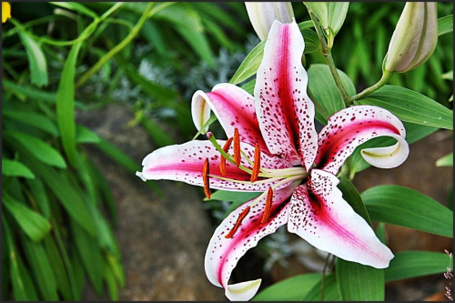 Lilia #Przyroda #kwiat