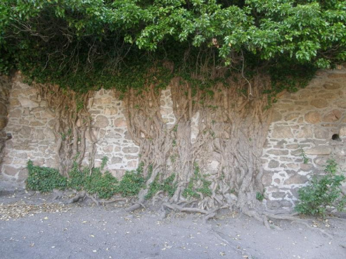 Drzewo wrośnięte w mur.
