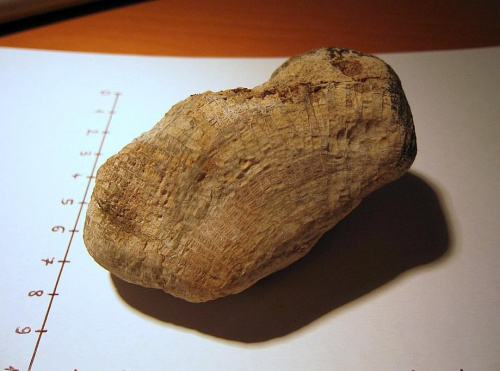 Koralowiec Favosites sp. Długość okazu - 7,9 cm . Wiek : ordowik - dewon . Data znalezienia : 2003 .