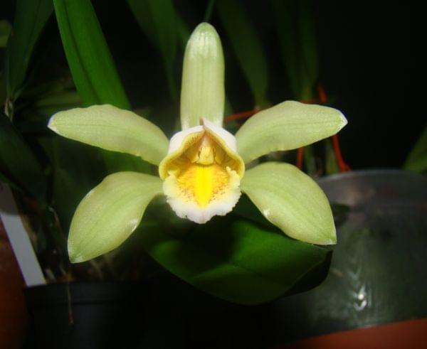 cattleya forbesi