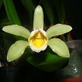 cattleya forbesi