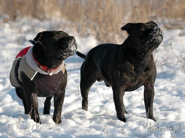 Travis & Shaq