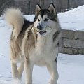 TOCHO - roczny Alaskan Malamute z Hrabstwa Kłodzkiego