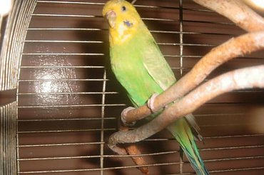 #papugi #papużki #ptaki