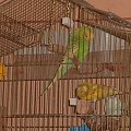 #papugi #papużki #ptaki