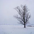 sam na polu ;D #drzewo #zima