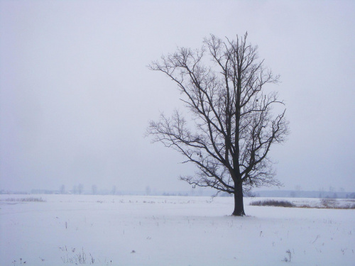 sam na polu ;D #drzewo #zima