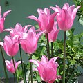 for Ewelinka :* :* żebyś w końcu zaczęła się cieszyć z życia... #tulipany #tulipan #wiosna