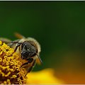 #Pszczoła #makro #PortretPszczoły