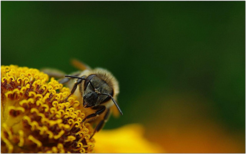 #Pszczoła #makro #PortretPszczoły