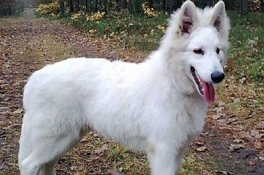 Biały owczarek szwajcarski PASCAL z Chaty Leona www.zchatyleona.republika.pl #BiałyOwczarekSzwajcarski #OwczarekBiały #OwczarekDługowłosy #HodowlaZChatyLeona #bogacz #hrabia #aventia #cygan #awa #popielów #StareSiołkowice